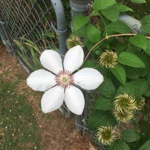 Meet your Posher, Abbie